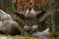 A blue combed rooster of the strong breed Hedemora