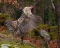 A blue combed rooster of the strong breed Hedemora