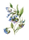 Blue comfrey flower vintage botanical style watercolor illustration. Hand drawn symphytum, medical herb with flowers and leaves. Royalty Free Stock Photo