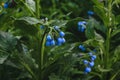 Blue comfrey flowers - ,Quaker comfrey, boneset, knitbone, slippery-root in bloom Royalty Free Stock Photo