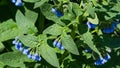 Blue comfrey Symphytum caucasicum with beautiful blue flowers on green leaves in spring garden. Close-up of blossoming Royalty Free Stock Photo