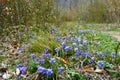 Blue common dog-violet (Viola riviniana)