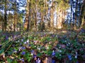 Blue common hepatica (Hepatica nobilis) and white wood anemone (Anemonoides nemorosa) Royalty Free Stock Photo