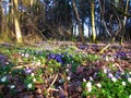 Blue common hepatica (Hepatica nobilis) and white wood anemone (Anemonoides nemorosa) Royalty Free Stock Photo