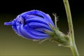 Blue composite cichorium pumilium