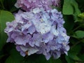 Blue composite flower on a bush.