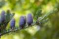 Blue cones on a fir branch. Alpine abies lasiocarpa Evergreen coniferous tree with needles and beautiful cones with purple tint