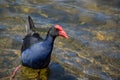 Blue Coot water bird walking alone in the pond at Sydney Park. Royalty Free Stock Photo