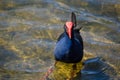 Blue Coot water bird walking alone in the pond at Sydney Park. Royalty Free Stock Photo