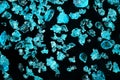 Blue copper sulphate crystals under 4x microscope magnification - image width = 9mm Royalty Free Stock Photo