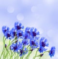 Blue corn flower in field Royalty Free Stock Photo