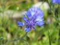 Blue corn flower Royalty Free Stock Photo