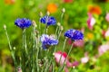 Blue corn flowers Royalty Free Stock Photo