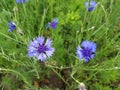 Blue corn flowers on a green background Royalty Free Stock Photo