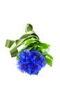 Blue corn flowers Royalty Free Stock Photo