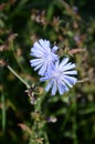 Blue corn flowers Royalty Free Stock Photo