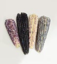 blue corn, purple corn on white background, harvest agricultura Royalty Free Stock Photo