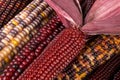 Blue corn with stalk on a bed of mixed indian corn