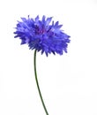 Blue cornflower