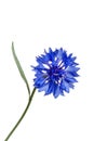 Blue cornflower