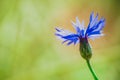 Blue cornflower against softly blurred background and natural light Royalty Free Stock Photo