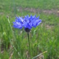 blue cornflower blooming in spring Royalty Free Stock Photo
