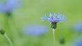 Blue cornflower blossom or centaurea cyanus. Cornflower herb or bachelor button flower in garden. Centaurea montana Royalty Free Stock Photo