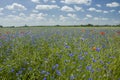 Blue cornflower blossoms in a green rape field, horizon and white clouds on a sky Royalty Free Stock Photo