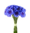 Blue cornflower bouquet isolated on white background Royalty Free Stock Photo