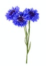 Blue cornflower bouquet isolated on white background Royalty Free Stock Photo