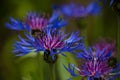 Blue Cornflower Centaurea cyanus Royalty Free Stock Photo