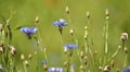 Blue cornflower (Centaurea cyanus) blooms in the field