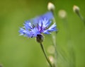 Blue cornflower (Centaurea cyanus) blooms in the field Royalty Free Stock Photo