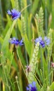 Blue cornflower (Centaurea cyanus) blooms in the field Royalty Free Stock Photo