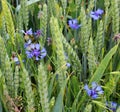 Blue cornflower (Centaurea cyanus) blooms in the field Royalty Free Stock Photo
