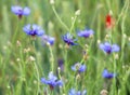 Blue cornflower (Centaurea cyanus) blooms in the field Royalty Free Stock Photo