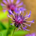 Blue Cornflower centaurea cyanus flower macro