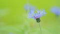 Blue cornflower Centaurea montana, also called bachelor button. Blue cornflower among the green grass. Slow motion. Royalty Free Stock Photo