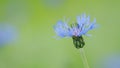 Blue cornflower Centaurea montana, also called bachelor button. Blue cornflower among the green grass. Slow motion. Royalty Free Stock Photo