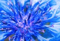 Blue cornflower close up as abstract background Royalty Free Stock Photo