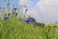 A blue cornflower closep in a field margin in holland and a blue sky