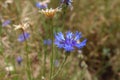 Blue cornflower with corn and grass in background Royalty Free Stock Photo