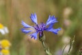 Blue cornflower with corn and grass, macro photo Royalty Free Stock Photo