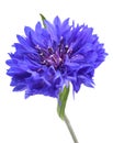 Blue cornflower Cyanus segetum Royalty Free Stock Photo