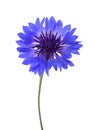 Blue cornflower Cyanus segetum Royalty Free Stock Photo