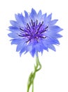 Blue cornflower Cyanus segetum