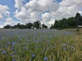 blue Cornflower fiel