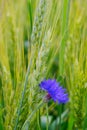 Blue cornflower Royalty Free Stock Photo