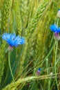 Blue cornflower in the field among the ears of cereal Royalty Free Stock Photo