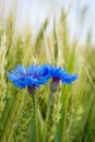 Blue cornflower in the field among the ears of cereal Royalty Free Stock Photo